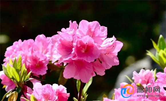 杜鹃花语是什么 杜鹃花语及象征意义