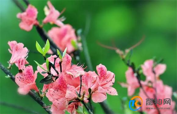 杜鹃花语是什么 杜鹃花语及象征意义