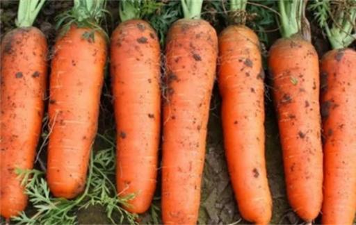这4种胡萝卜尽量少往家里买，尤其第2种，菜贩子：从来不给家人吃
