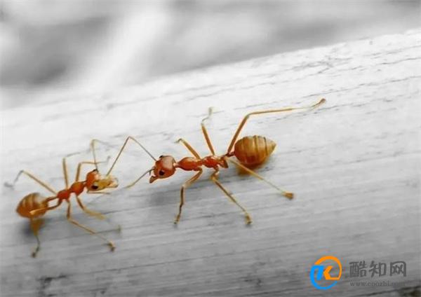 家里出现蚂蚁不要慌 一个简单方法 蚂蚁来多少灭多少 太实用了