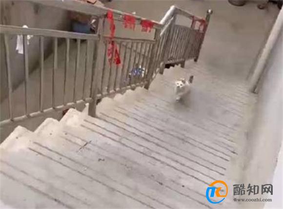 猫咪犟种附体欲跳对面房顶连摔3次 网友好奇跳墙原因