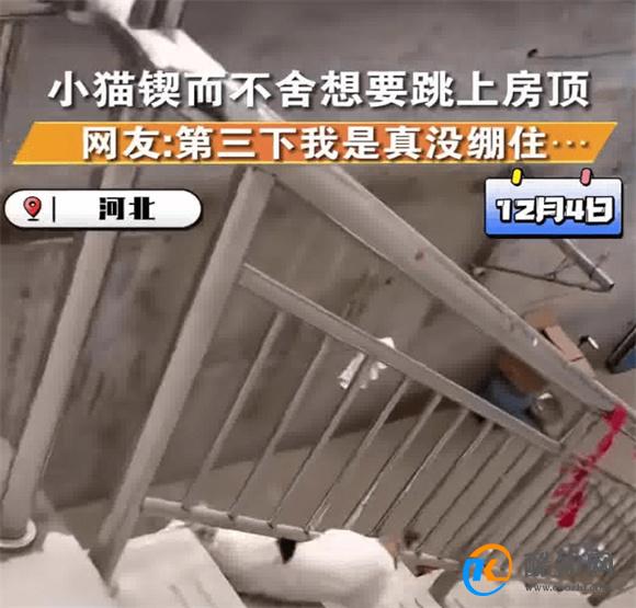 猫咪犟种附体欲跳对面房顶连摔3次 网友好奇跳墙原因