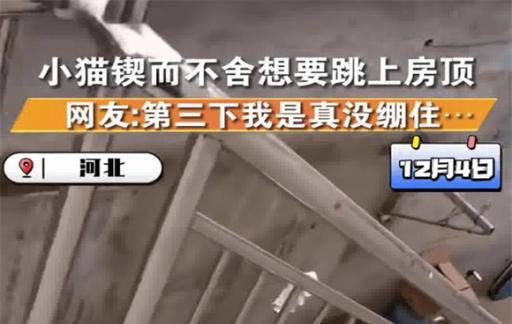 猫咪犟种附体欲跳对面房顶连摔3次 网友好奇跳墙原因