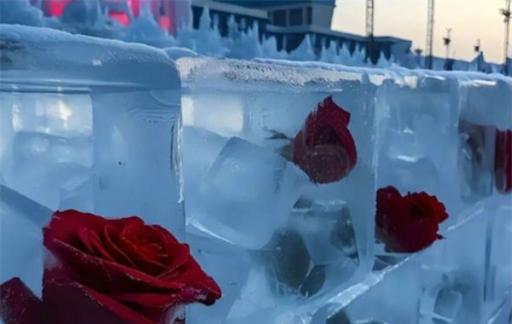 哈尔滨冰玫瑰是否太浪漫了 确定不是AI吗