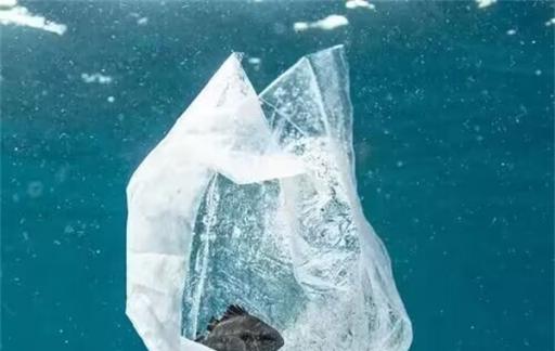 女子带大袋塑料瓶垃圾扔海里 如何保护海洋生态环境