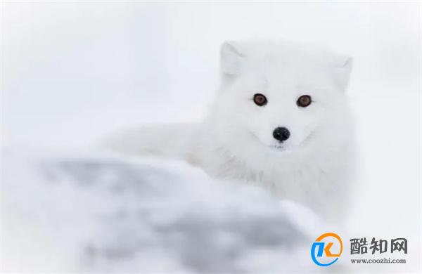 哈尔滨的白狐是否已经熬出黑眼圈 网友怎么调侃