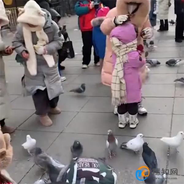 哈尔滨中央大街的鸽子被游客喂成了什么 网友表示飞不起来了