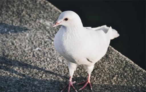 哈尔滨中央大街的鸽子被游客喂成了什么 网友表示飞不起来了