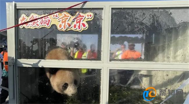 卡塔尔旅游局邀请中国游客去看熊猫 哪只熊猫在卡塔尔