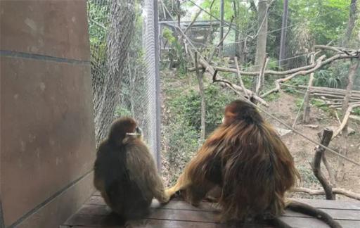 红山动物园是丑猴博物馆吗 网友怎么表示