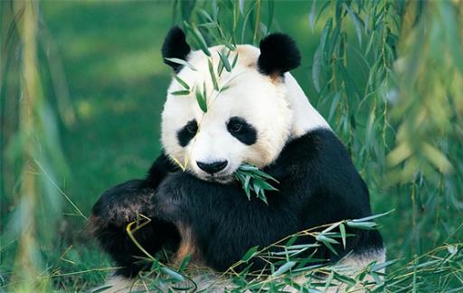 大熊猫和叶因伤暂停营业 何叶受伤原因