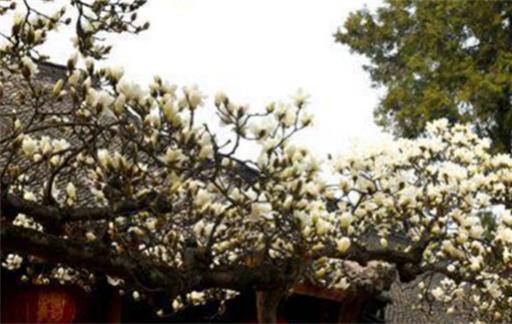 义乌200多岁的玉兰古树开花了 白玉兰什么时候开花