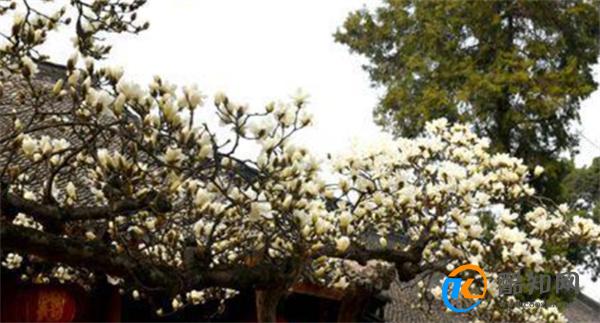 义乌200多岁的玉兰古树开花了 白玉兰什么时候开花