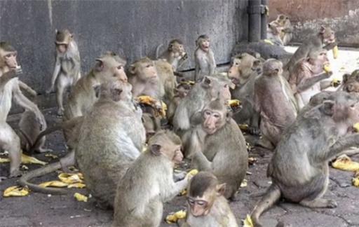 泰国小镇被3500只猴子占据 被猴子占据怎么办