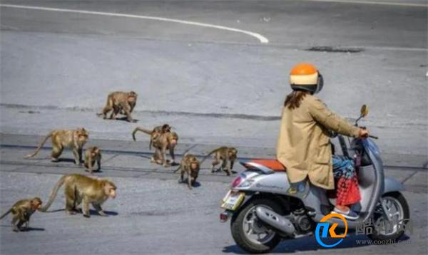 泰国小镇被3500只猴子占据 被猴子占据怎么办