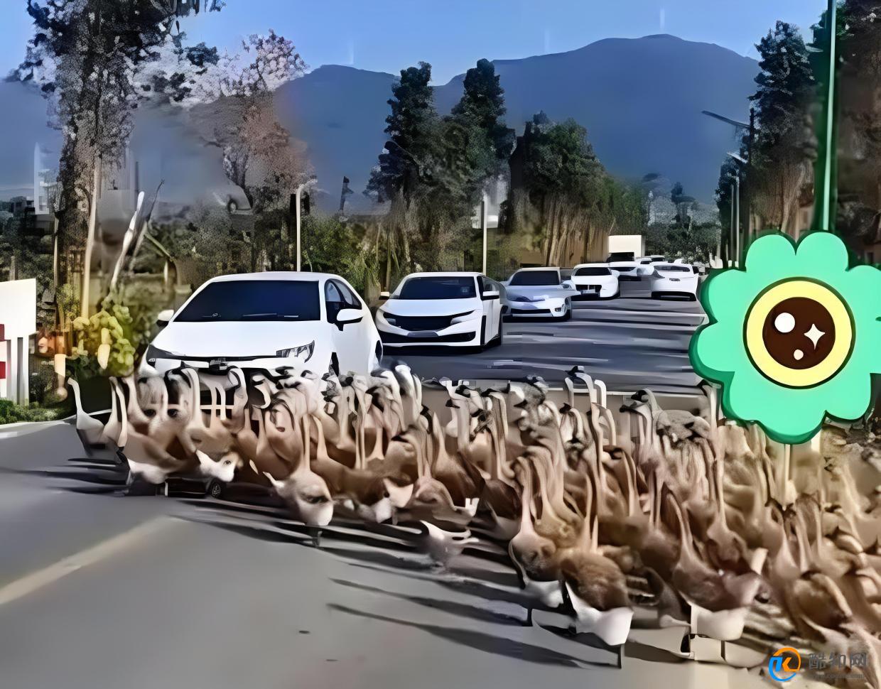 想破头也不知道堵车原因是800只鹅 凸显交通问题