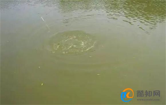 江西一水库水面惊现8米大圆气泡 气泡形成原因