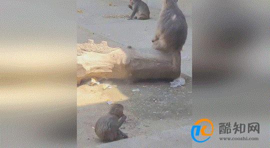 天津动物园猴山疑被游客投喂生挂面 加强进行管理