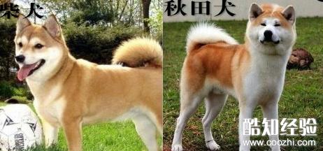 秋田犬和柴犬