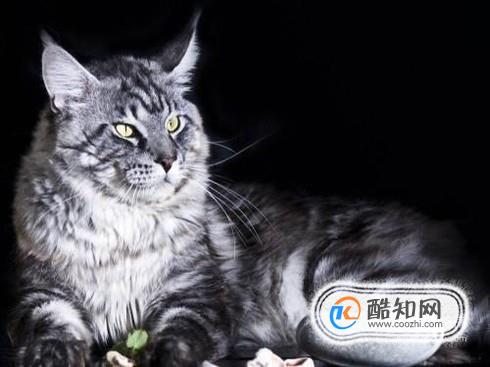 什么是缅因猫 缅因猫有哪些特点