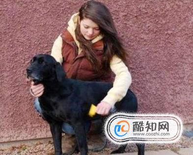 泰迪犬身上不同部位的毛发应该怎样修剪