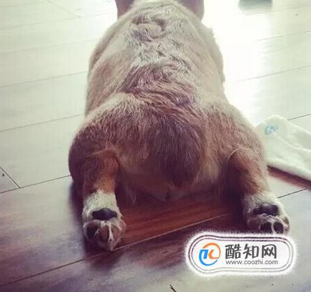 泰迪犬身上不同部位的毛发应该怎样修剪