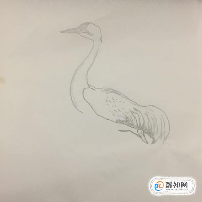 儿童画丹顶鹤怎么画优质