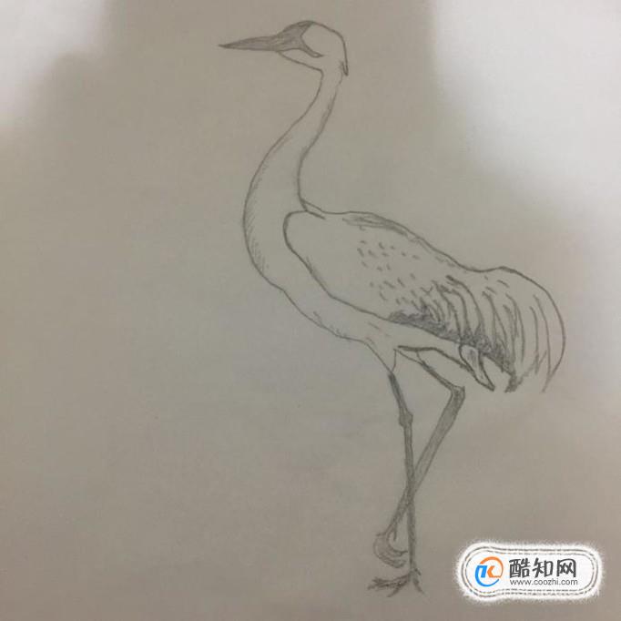 儿童画丹顶鹤怎么画优质