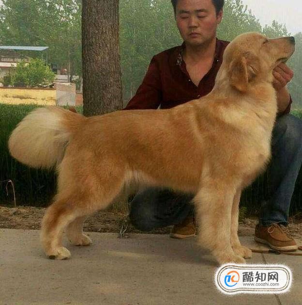 给金毛犬剪毛的方法优质