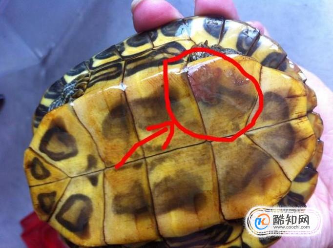 乌龟脱皮和腐皮如何区分优质