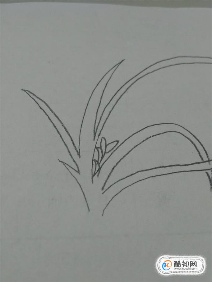 多妈简笔画简单的兰花的画法优质