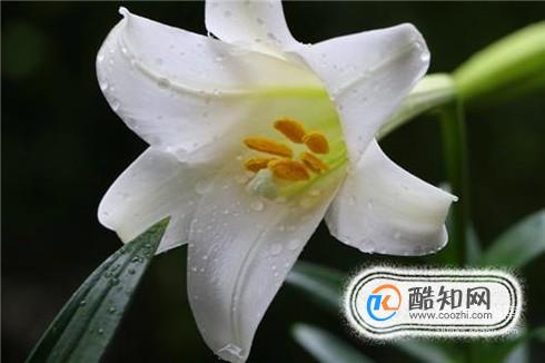 开过花的百合要怎么处理