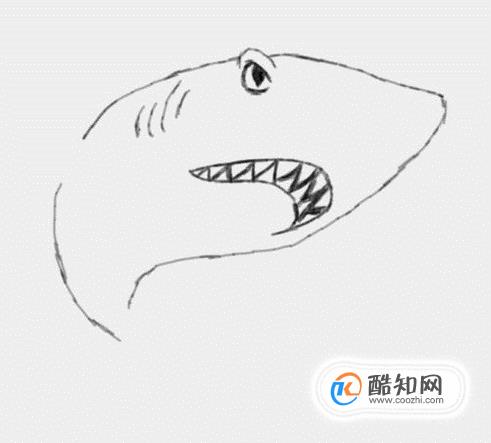 多妈简笔画简单的大鲨鱼画法