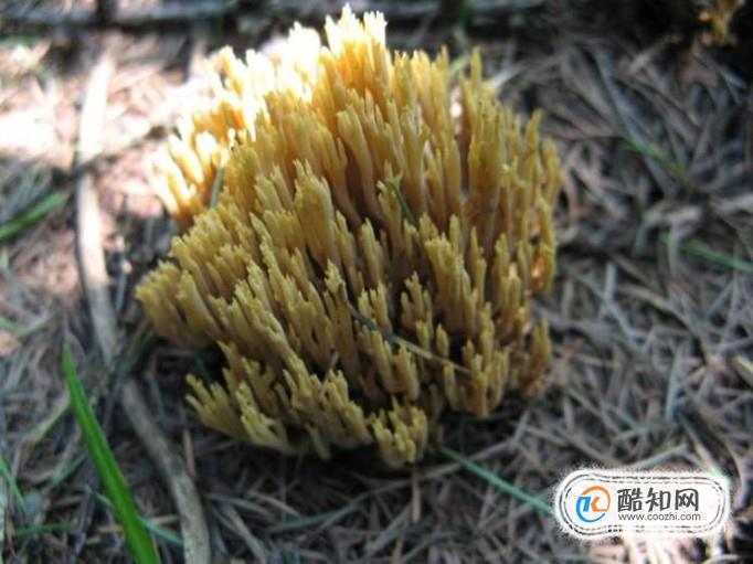 扫帚蘑含有多种人体所需的氨基酸,食之可祛风湿,抗癌,调和肠胃