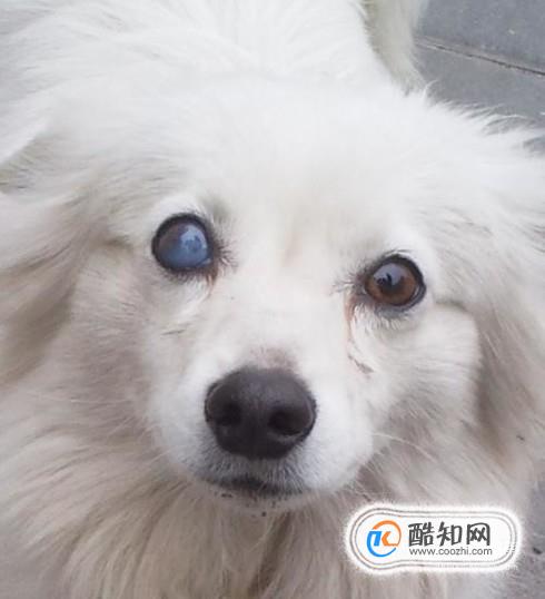 狗狗眼睛变白色了是怎么回事优质