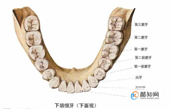 乳牙和恒牙的区别有哪些优质