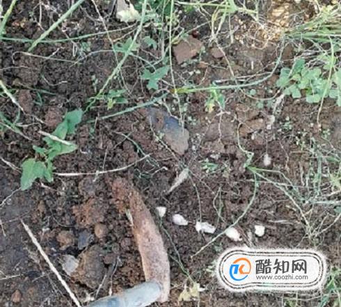 教你怎么种植大蒜？优质  第6张