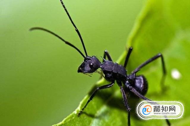 哪些人不适合吃黑蚂蚁？1