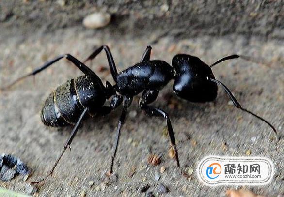 哪些人不适合吃黑蚂蚁？2