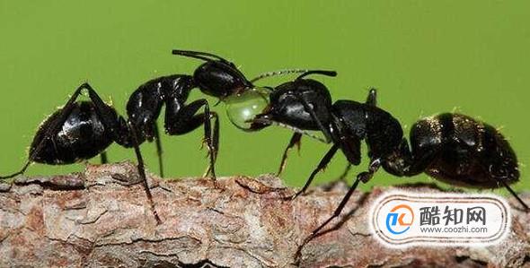哪些人不适合吃黑蚂蚁？3