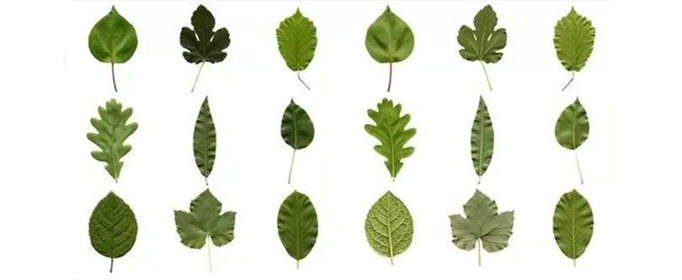 树叶的形状为什么是各种各样的？