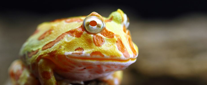 角蛙的寿命究竟有几年 热备资讯