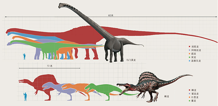 最大和最小的恐龙都有多大?_酷知经验网