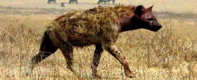 鬣狗是狗的祖先吗？