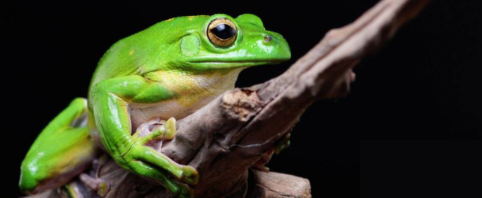 怎样识别青蛙的雌雄？