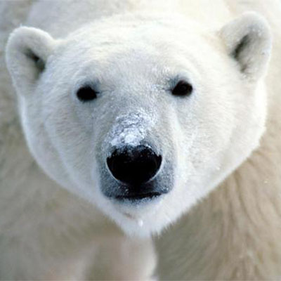 北极熊的皮肤是什么颜色？