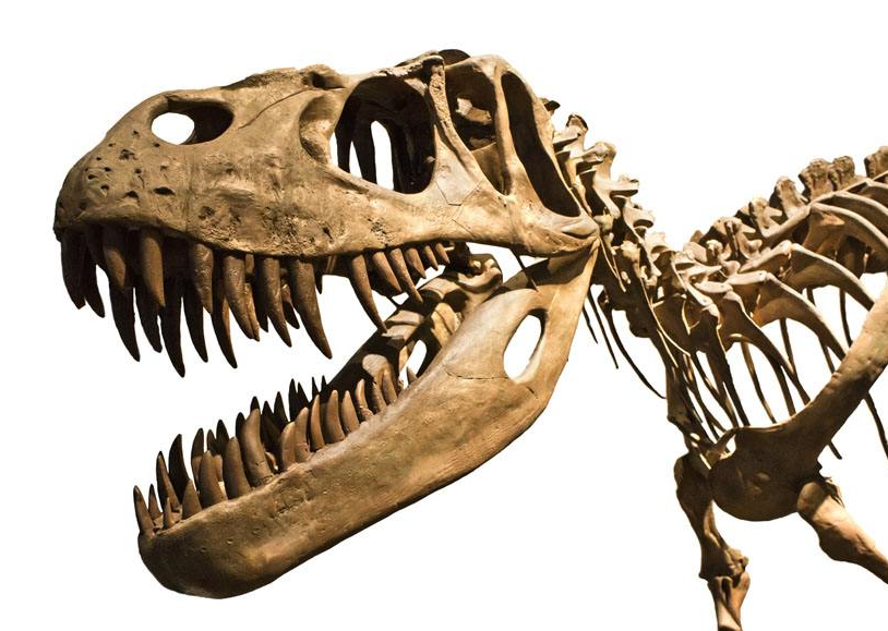 恐龙骨骼化石是怎样形成的?