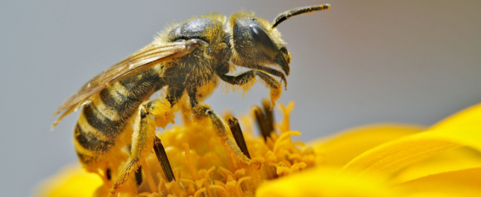 蜜蜂授粉为什么能增加农作物产量？