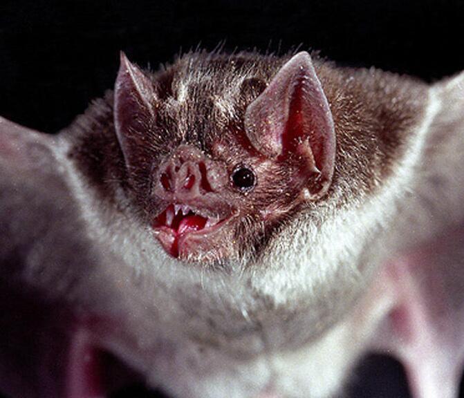 世界上最恐怖的蝙蝠是什么?_酷知经验网
