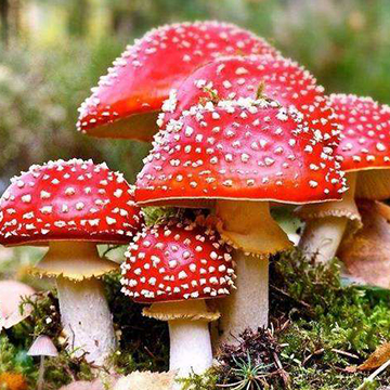 鲜艳的蘑菇都是有毒的吗？